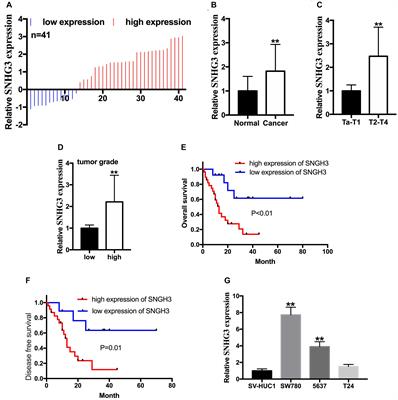 Knockdown of Long Non-coding RNA SNGH3 by CRISPR-dCas9 Inhibits the Progression of Bladder Cancer